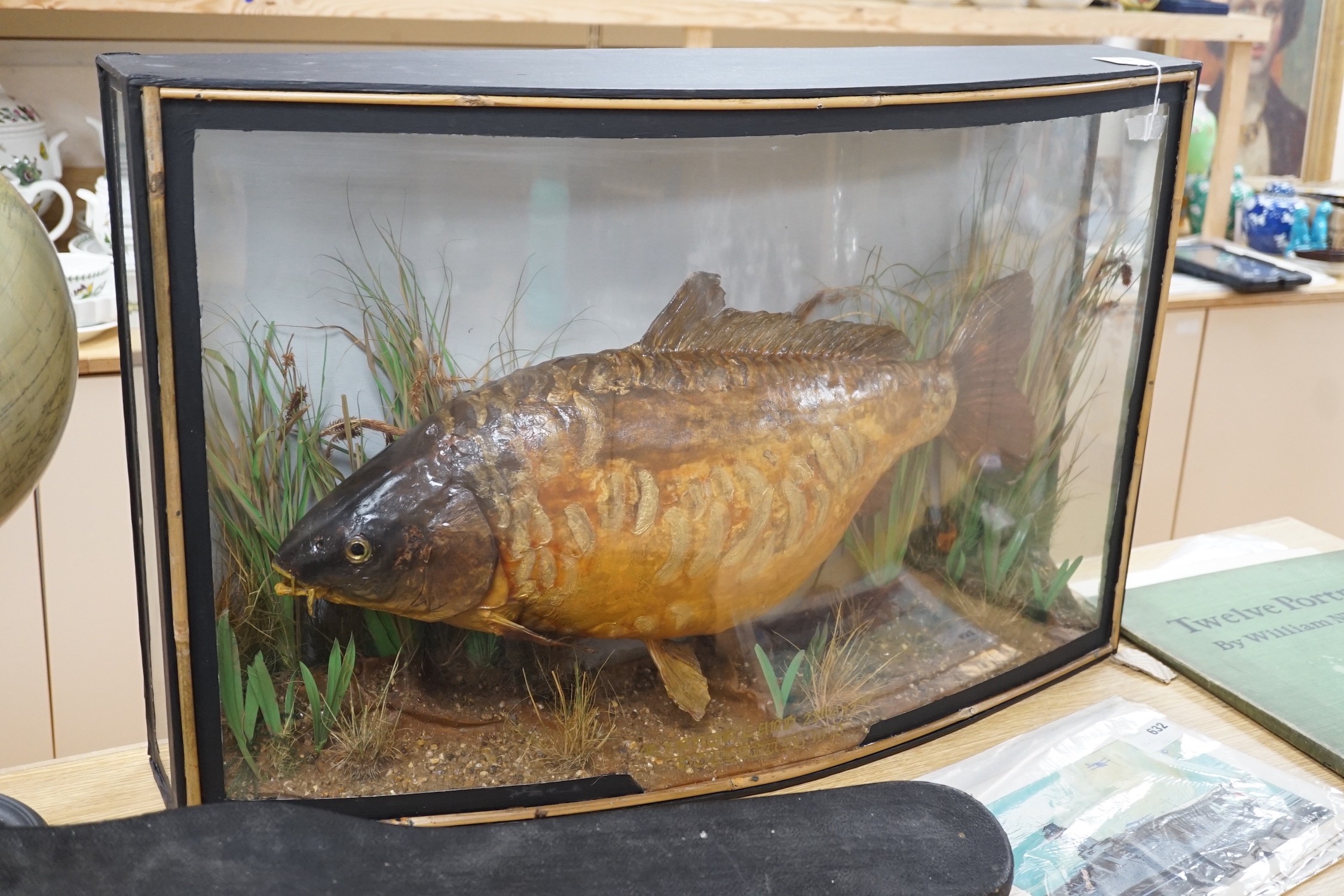 A Taxidermic mirror carp, 22lb 12oz, bow front glazed case, bears date, Length 87cm